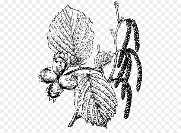 Лещина обыкновенная веточка