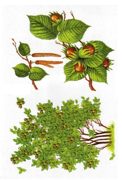 Орешник плоды и листья