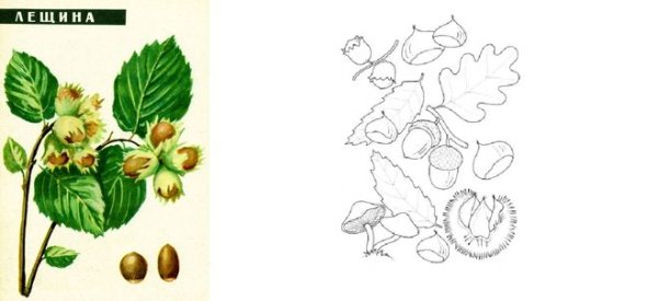 Орешник раскраска