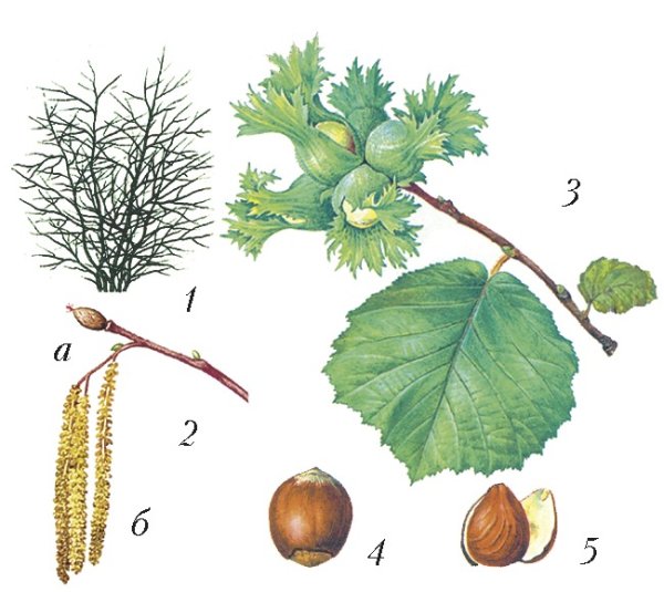 Лещина обыкновенная побег