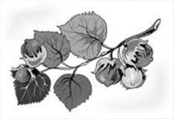 Ореховая веточка толстой