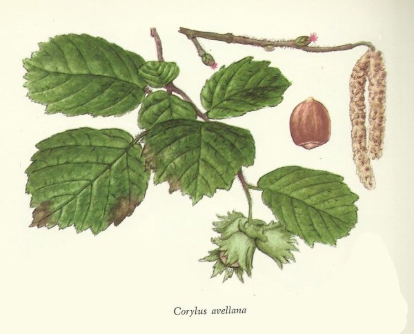 Лещина/орешник обыкновенная (Corylus