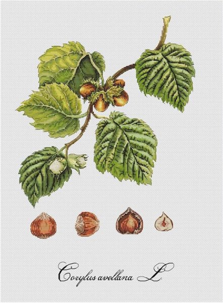 Лещина орешник ветки