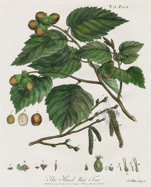 Лещина Ботаническая иллюстрация