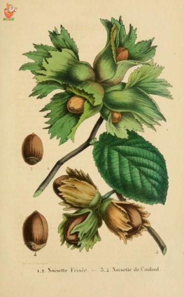 Лещина Ботаническая иллюстрация