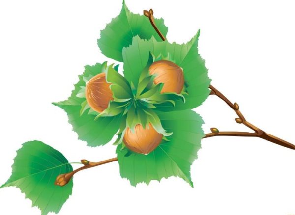 Ветка орешника