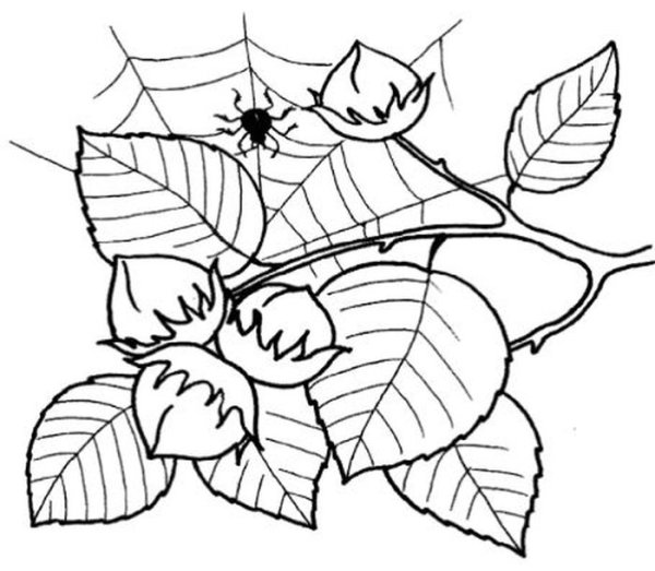 Орех раскраска