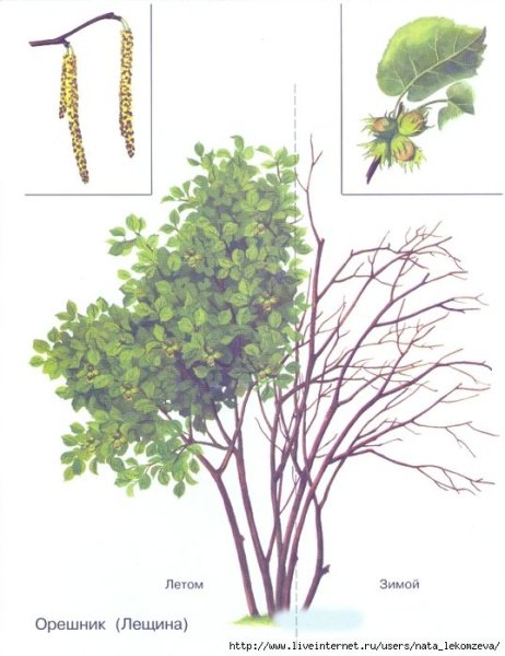 Орешник кустарник рисунок
