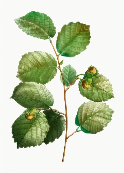 Орешник Ботаническая иллюстрация