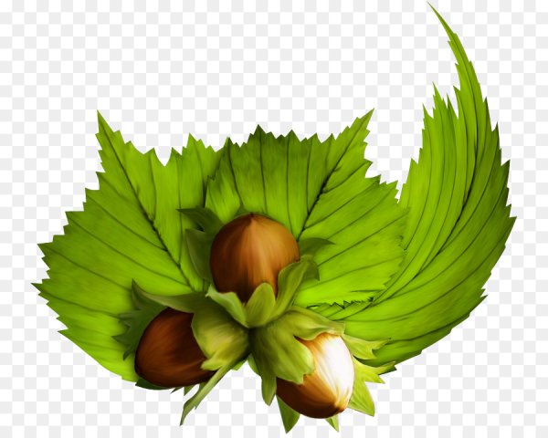 Лесной орех вектор