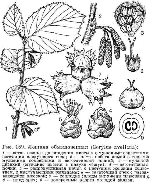 Плод орех лещина