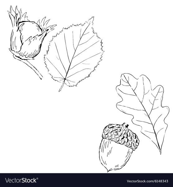 Орех лещина листья