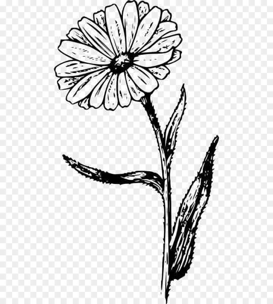 Календула лекарственная ноготки лекарственные