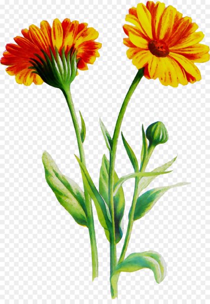 Календула Полевая (Calendula arvensis)