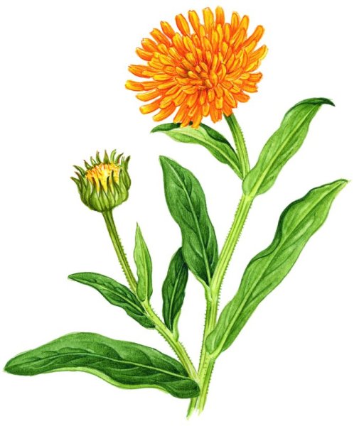 Календула мульт