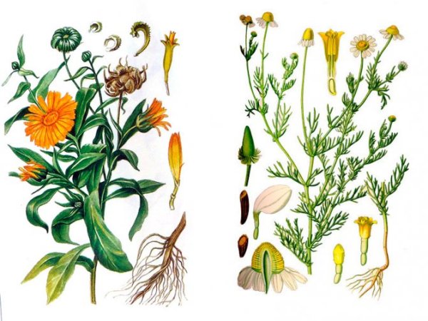 Календула обыкновенная Фармакогнозия