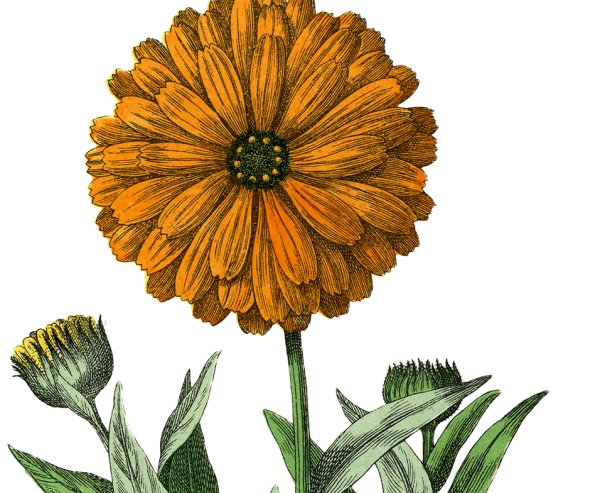 Плод семянка у календулы