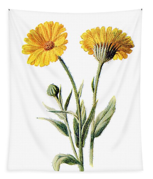 Calendula officinalis рисунок