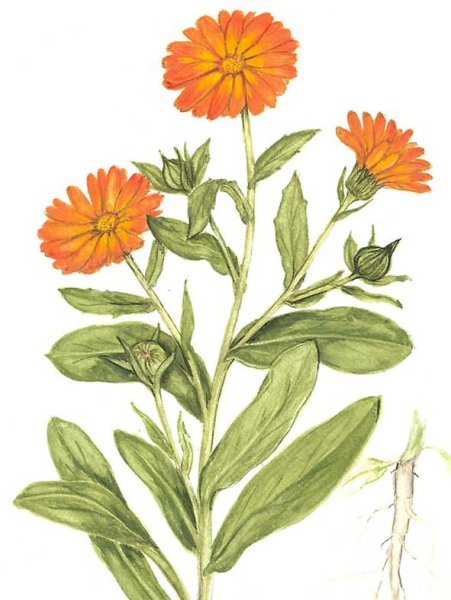 Ноготки цветные карандашом