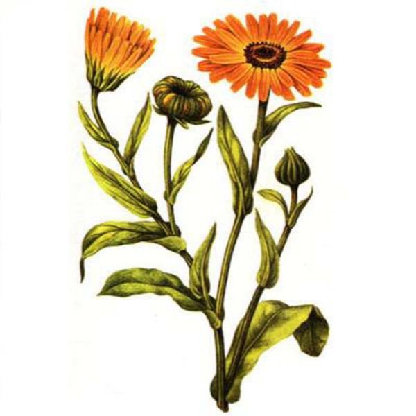 Дергилева календула