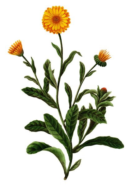 Ноготки цветы для детей