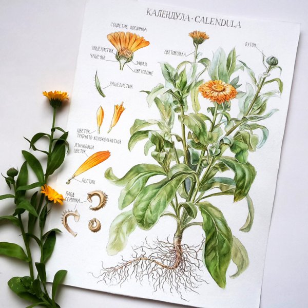 Календула на прозрачном фоне