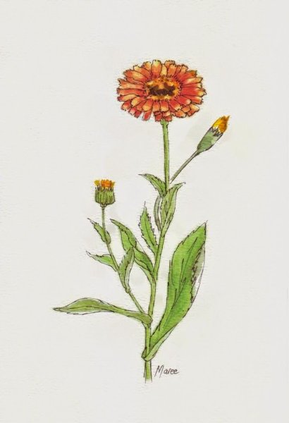 Ноготки календула Ботаническая акварель