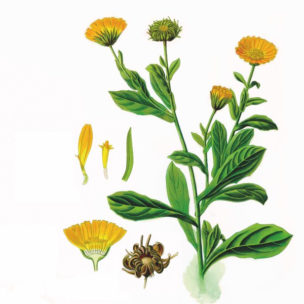 Календула Ботаническая иллюстрация