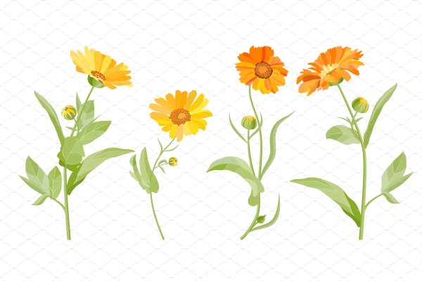 Растения карандашом