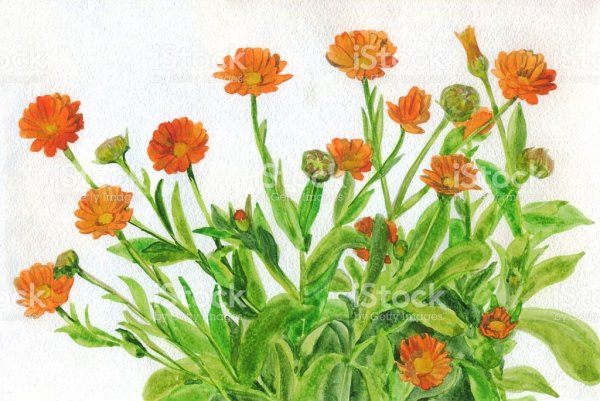 Маргаритка эскиз