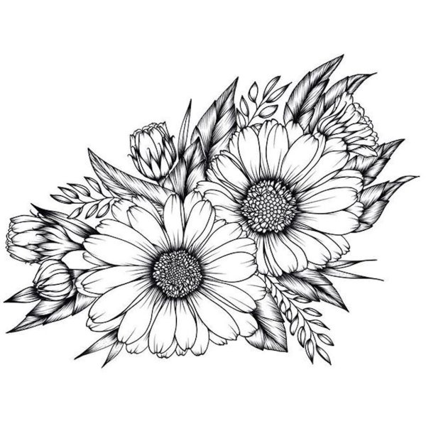 Цветки ноготков Фармакогнозия