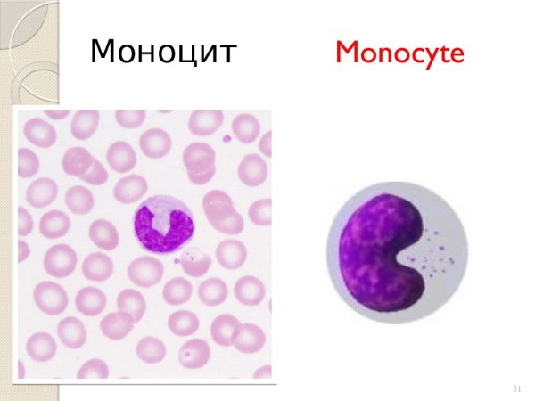 Клетка моноциты под микроскопом