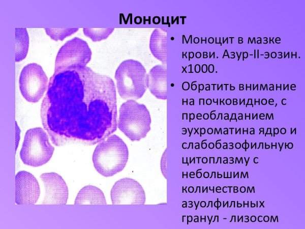 Моноциты строение