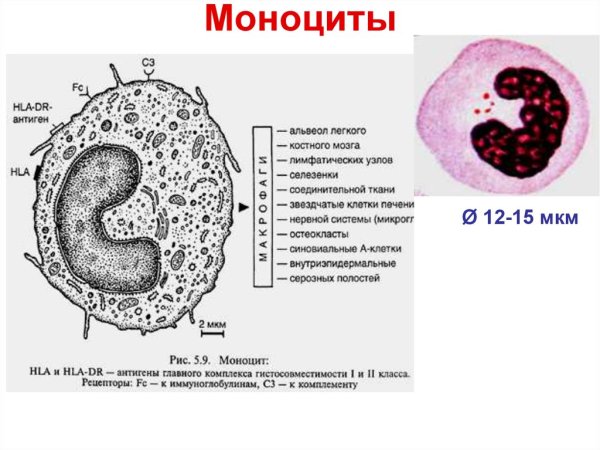 Характерное строение моноцитов