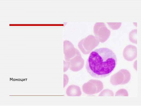 Моноциты строение