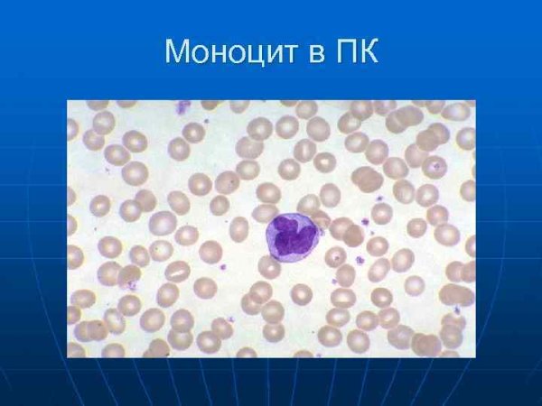 Клетка моноциты под микроскопом