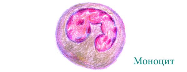 Моноцит рисунок гистология