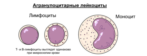 Моноциты и лимфоциты рисунок