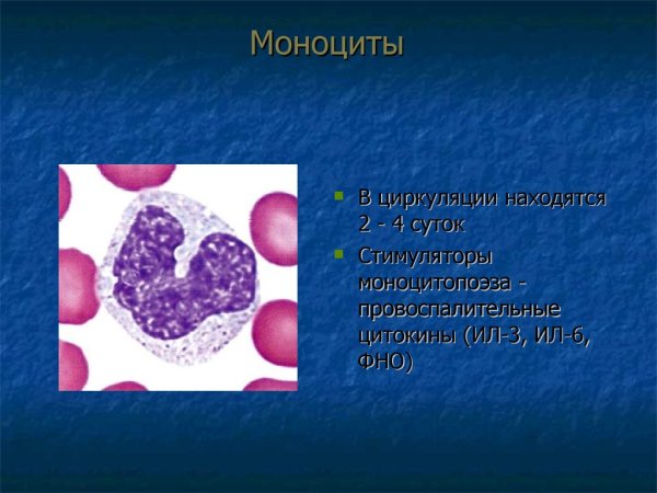 Моноциты строение