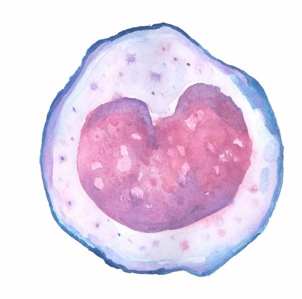 Моноциты клетки