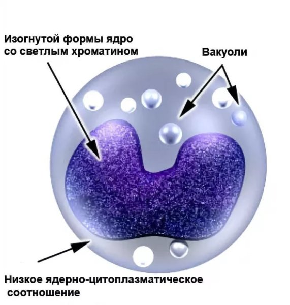 Моноцит строение клетки