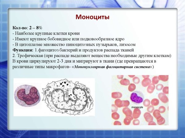 Моноциты строение