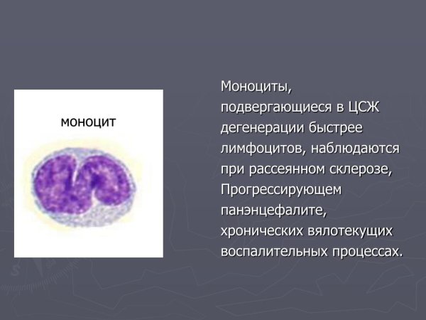 Моноциты строение