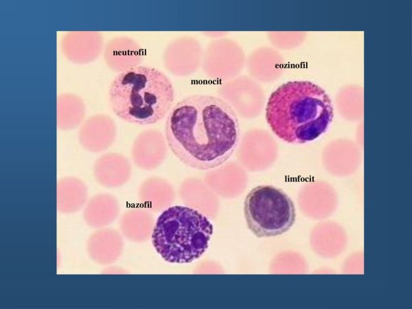 Моноциты с рассеченными ядрами