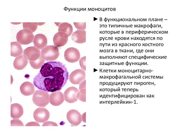 Характерное строение моноцитов