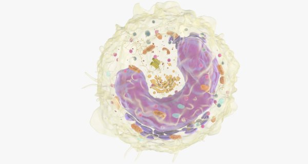 Моноциты иммунология