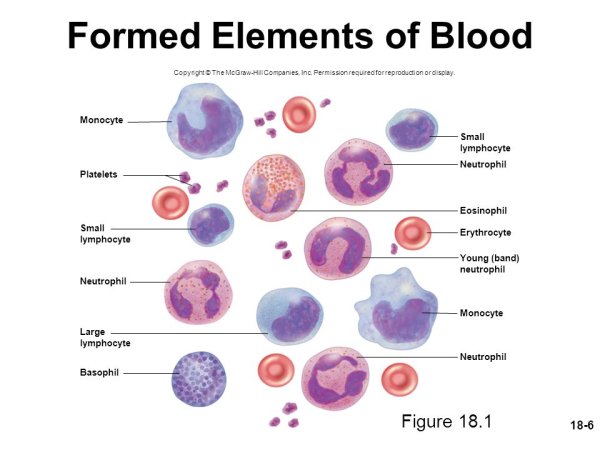 Лейкоциты мазок крови человека гистология