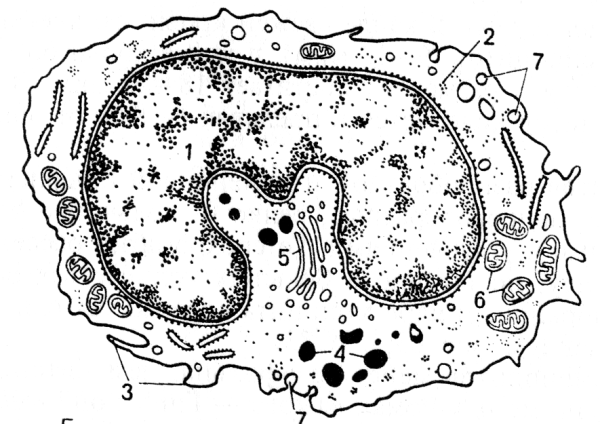 Лейкоциты гистология строение