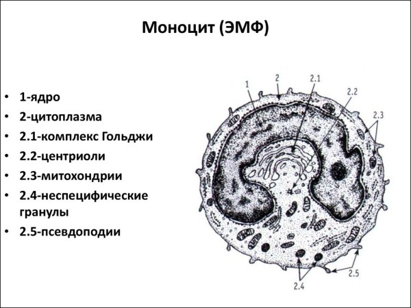 Строение моноцитов гистология