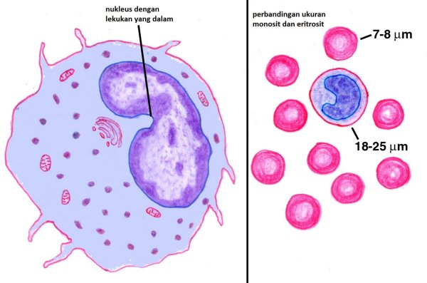 Гистоцит и моноцит рисунок